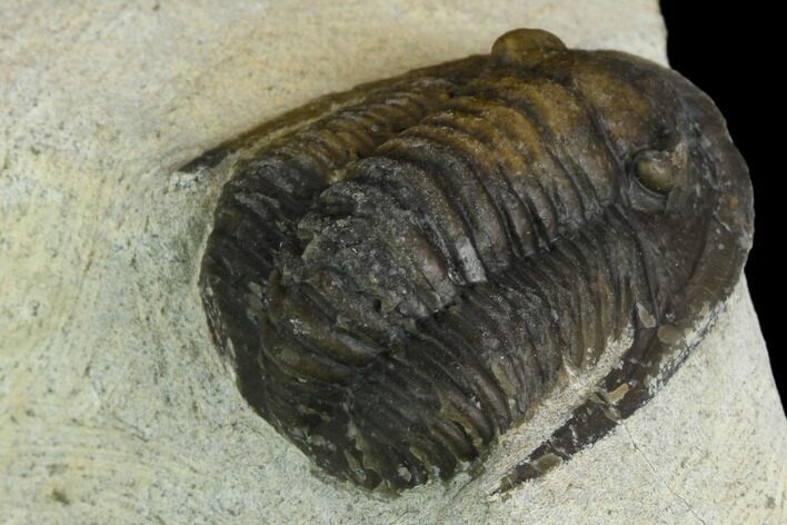 Bargain, Cornuproetus Trilobite Fossil - Ofaten, Morocco #119979